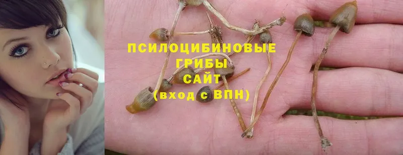 Галлюциногенные грибы Psilocybe  Опочка 